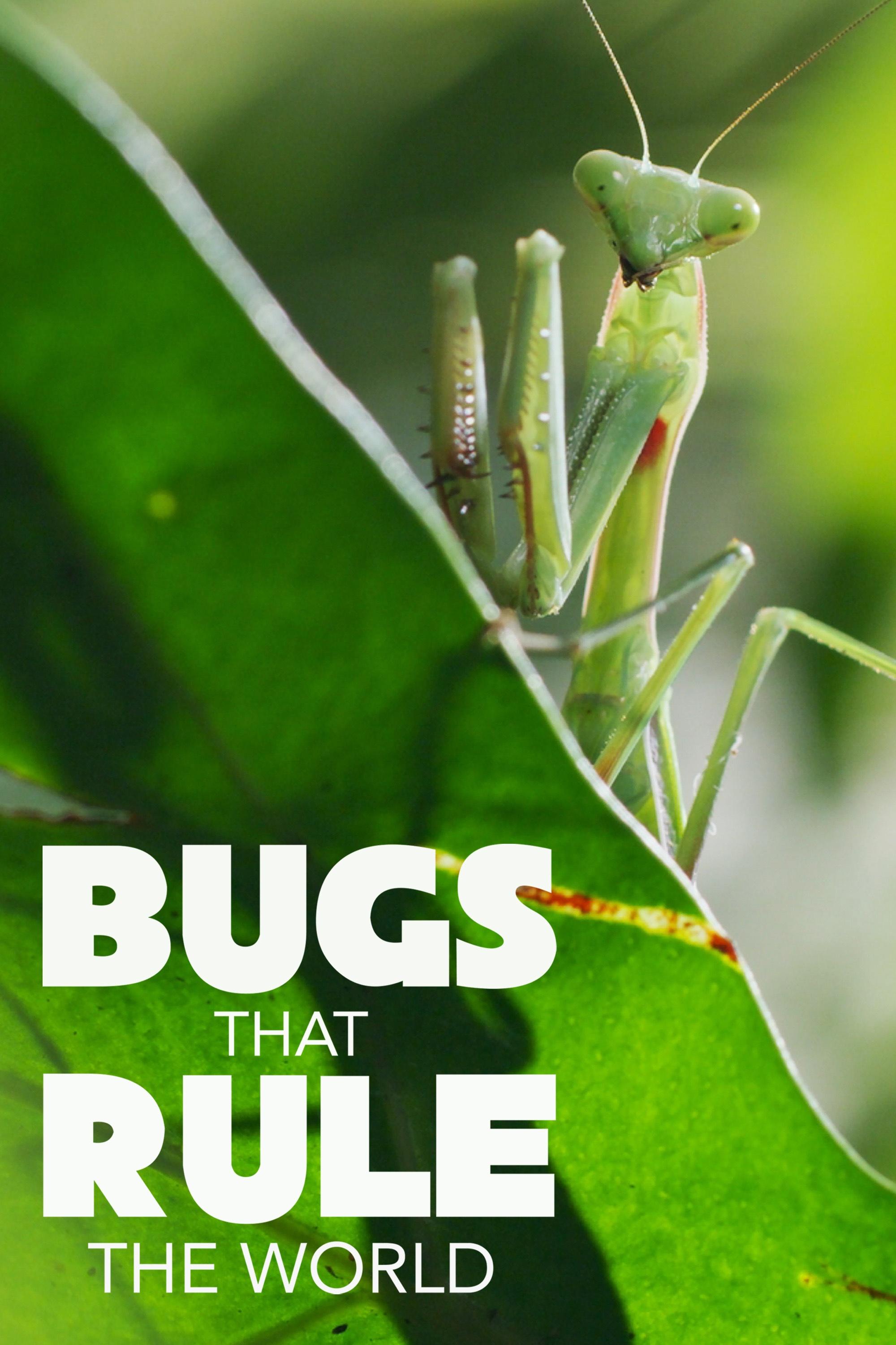 Bugs That Rule the World show's poster