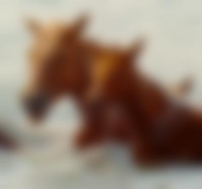 The Wild Ponies of Chincoteague
