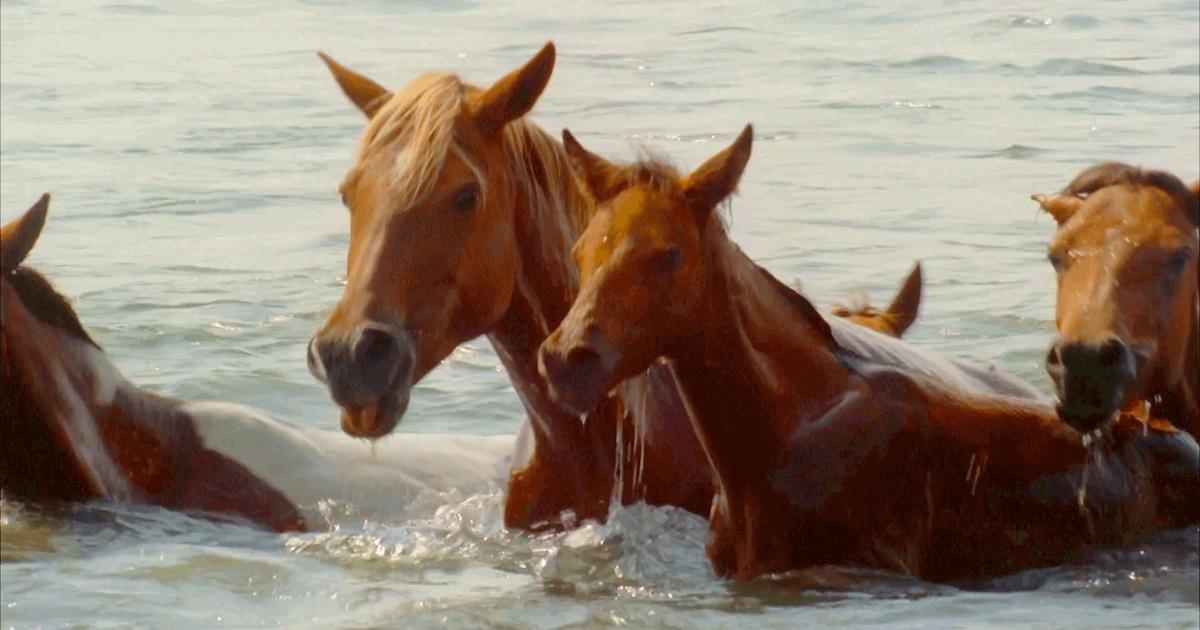 The Wild Ponies of Chincoteague VPM