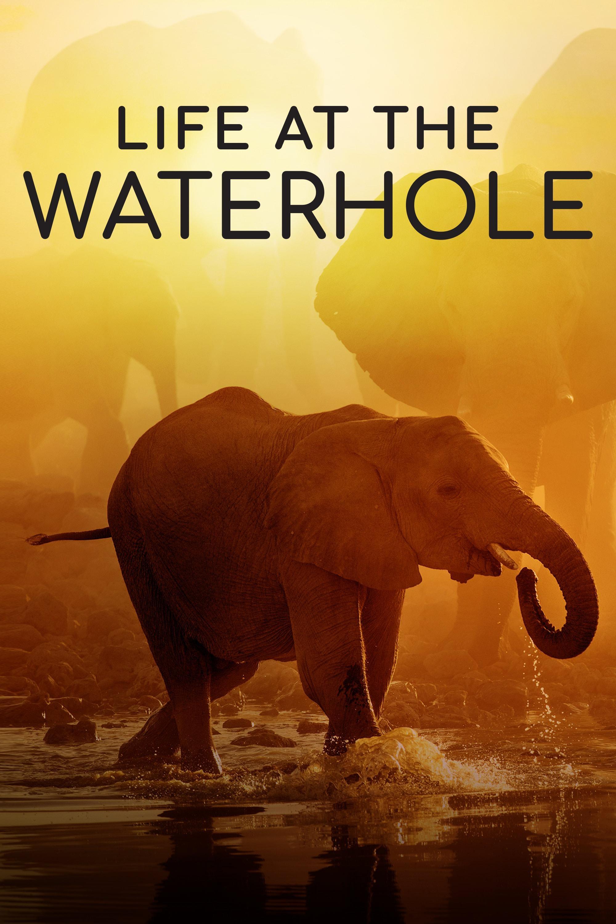 Life at the Waterhole show's poster