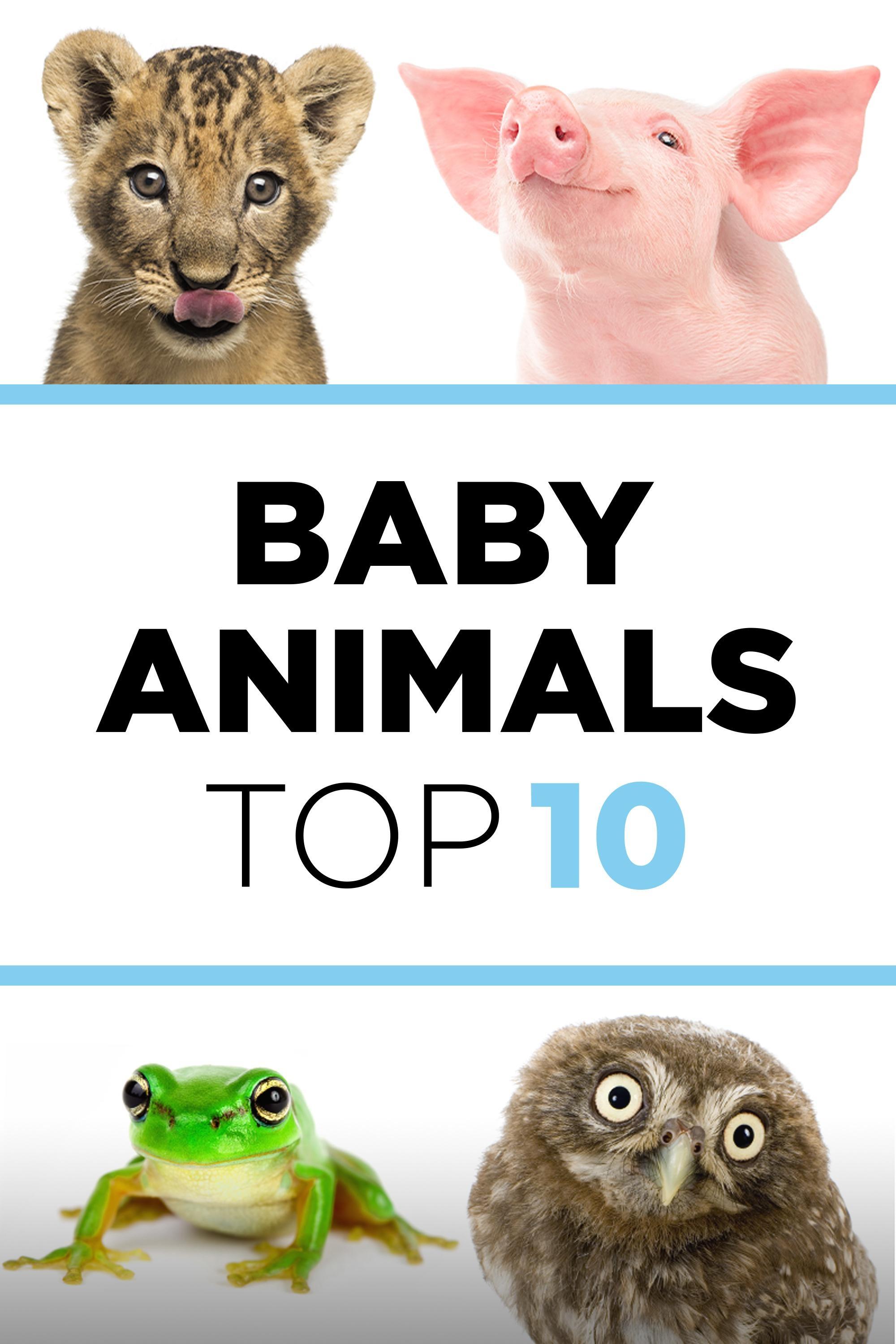 Baby Animals: The Top 10 show's poster
