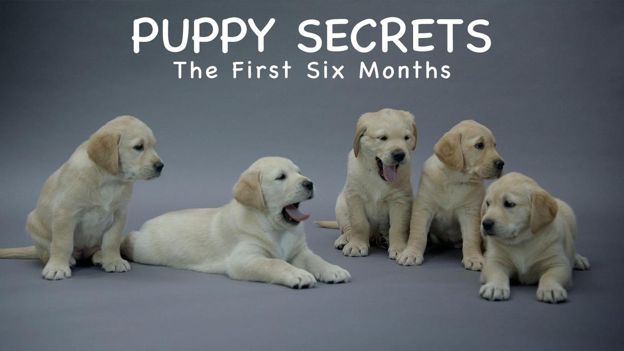 Puppy Secrets: The First Six Months