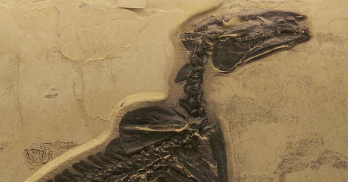 Fossil Country Pbs