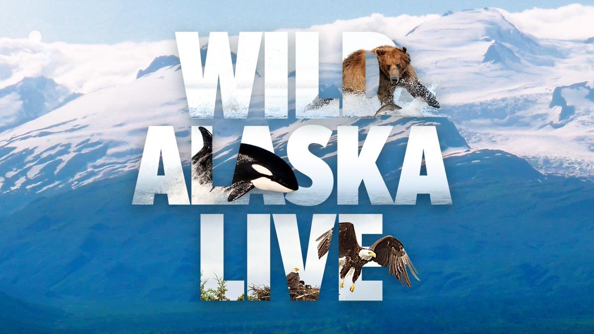 Wild Alaska Live Video WLIW