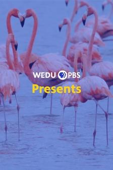 WEDU Presents
