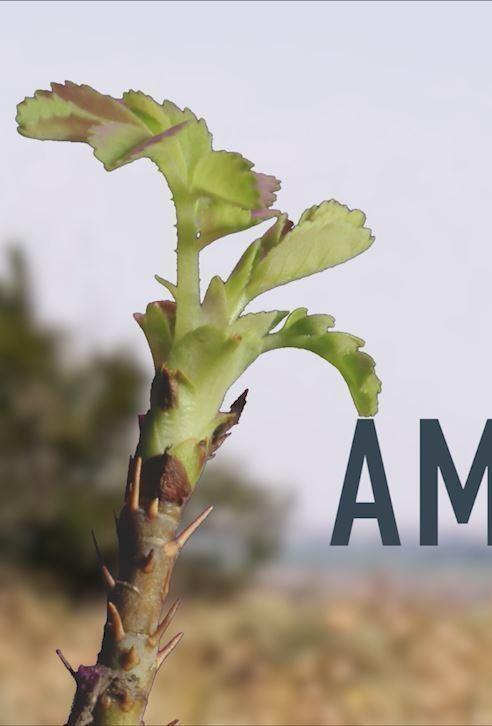 Amache Rose show's poster