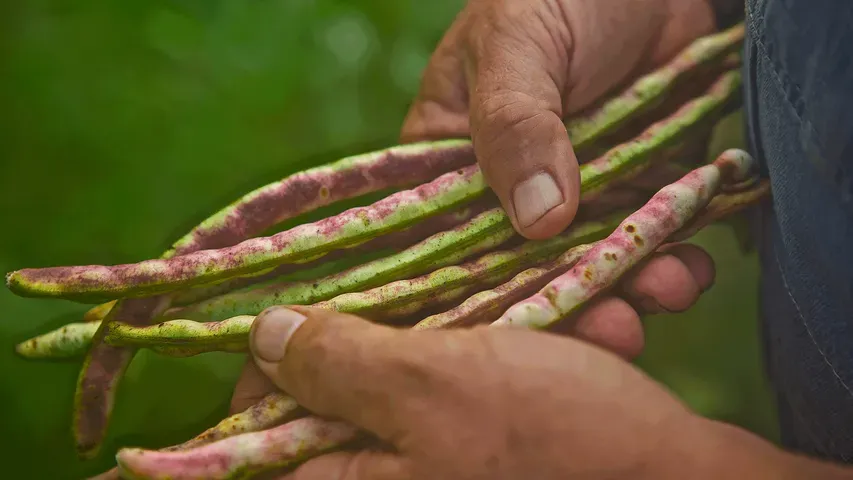 Deeply Rooted: John Coykendall's Journey to Save Our Seeds and Stories