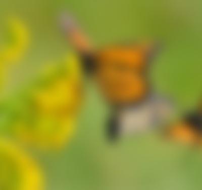 Beauty on the Wing: Life Story of the Monarch Butterfly
