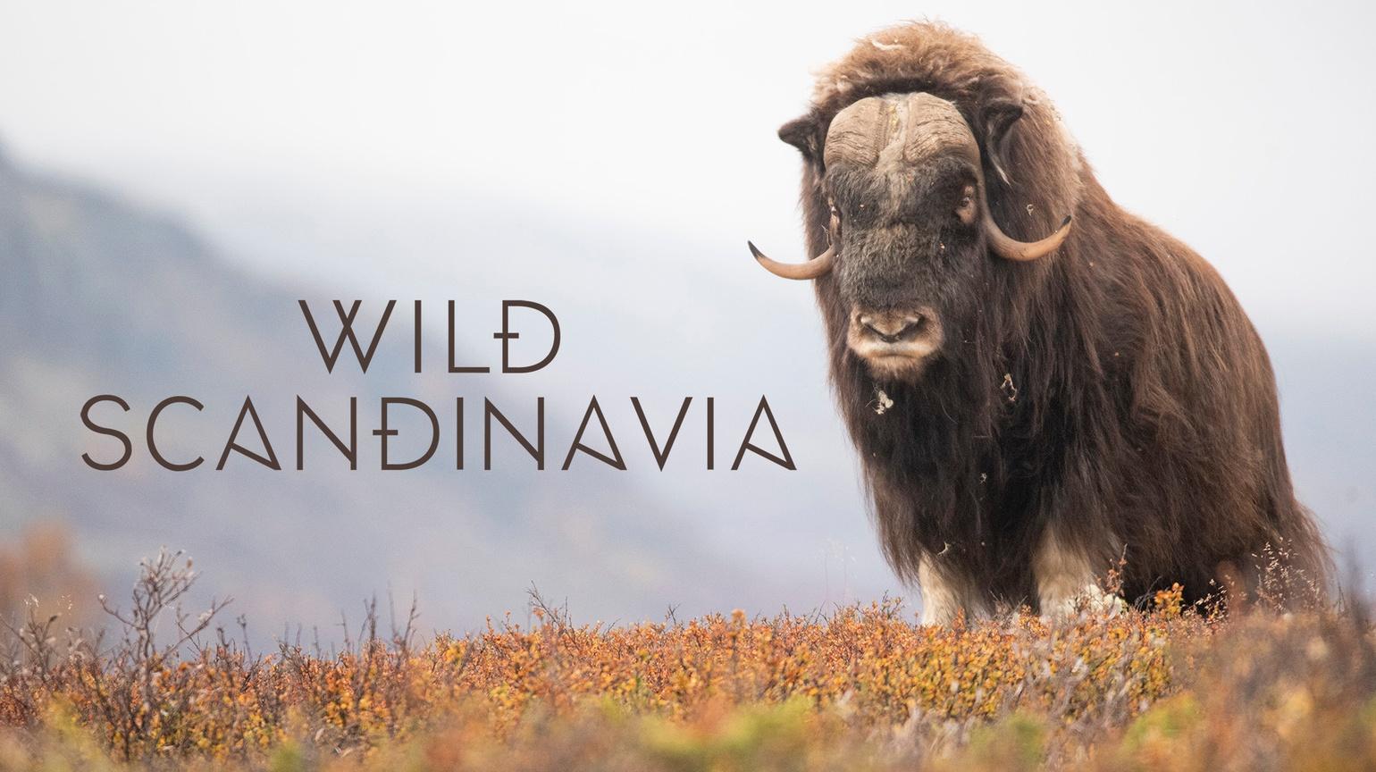Wild Scandinavia, Life on the Edge, Episode 1