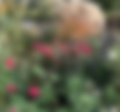 A Short History of the English Garden