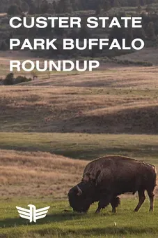 Custer State Park Buffalo Roundup