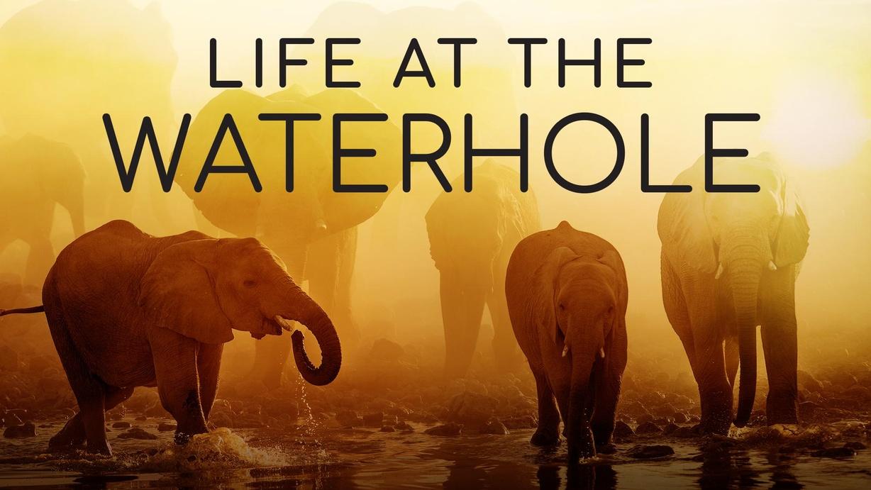 Life at the Waterhole