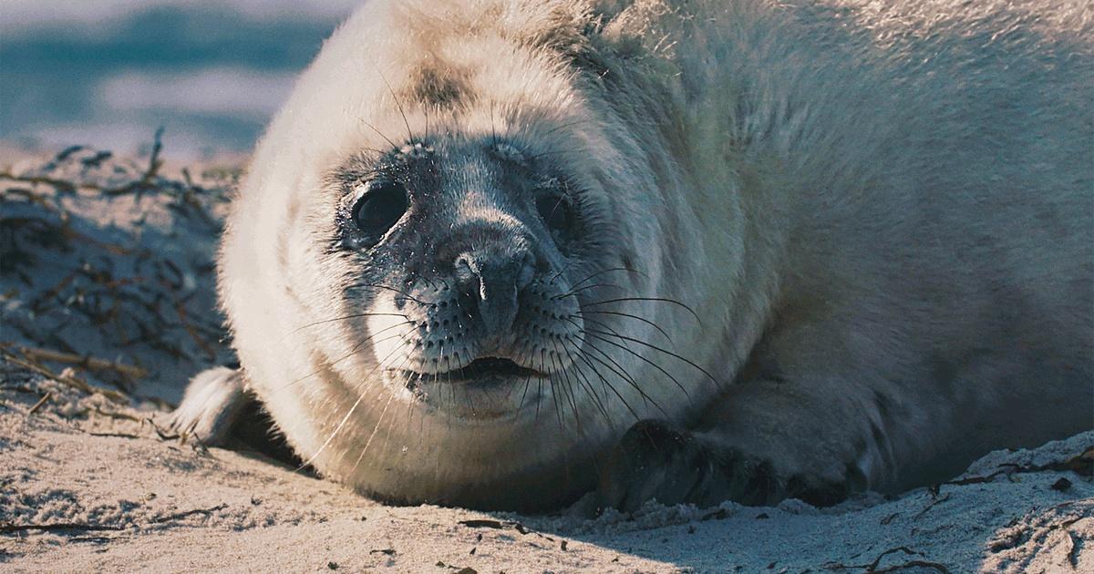 Wild and wonderful denmark pbs