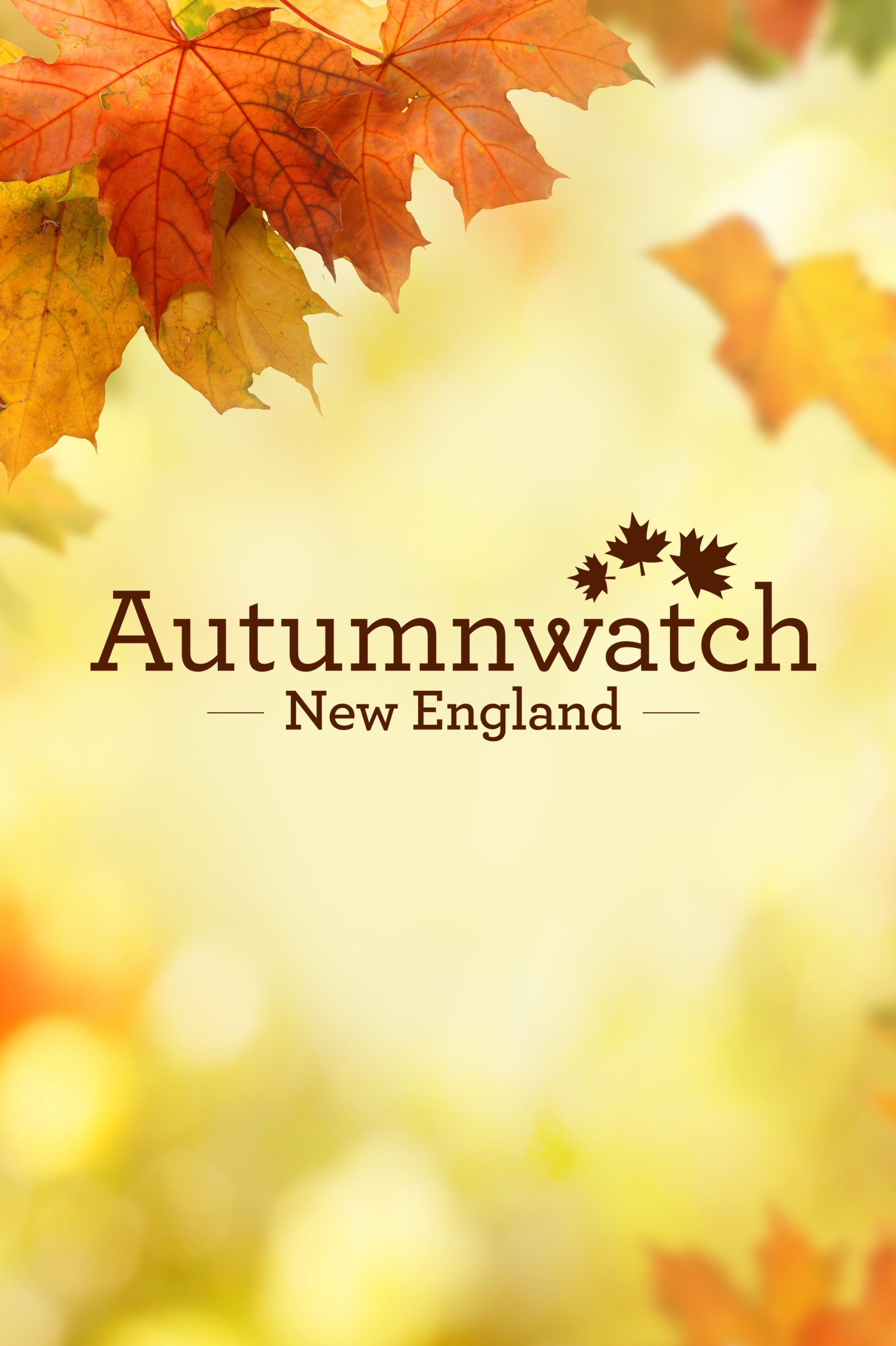 Autumnwatch New England show's poster