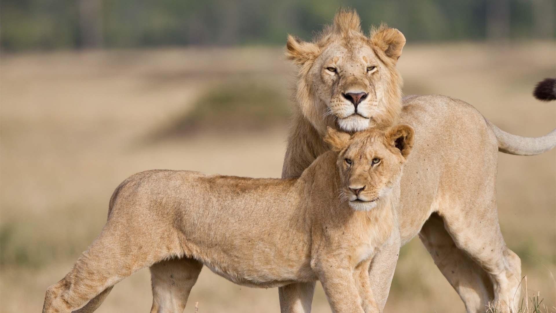 Closeup image of Tatu and Alan, two lions from the Marsh Pride.