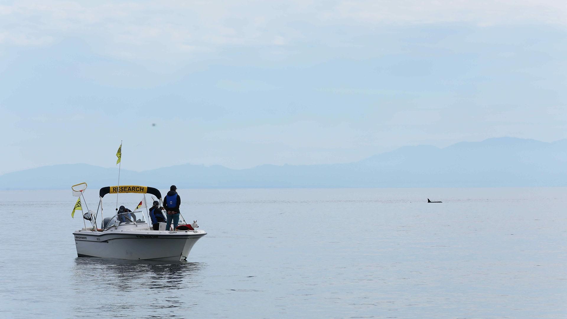Dr. Deborah Giles and her team in a boat studying orcas.