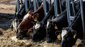 PBS NEWS: Can a Livestock Emissions Tax Curb Climate Change?