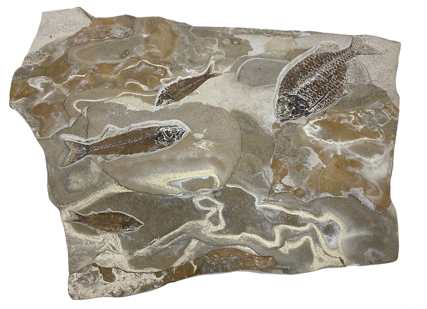 Eocene Fossil Auction
