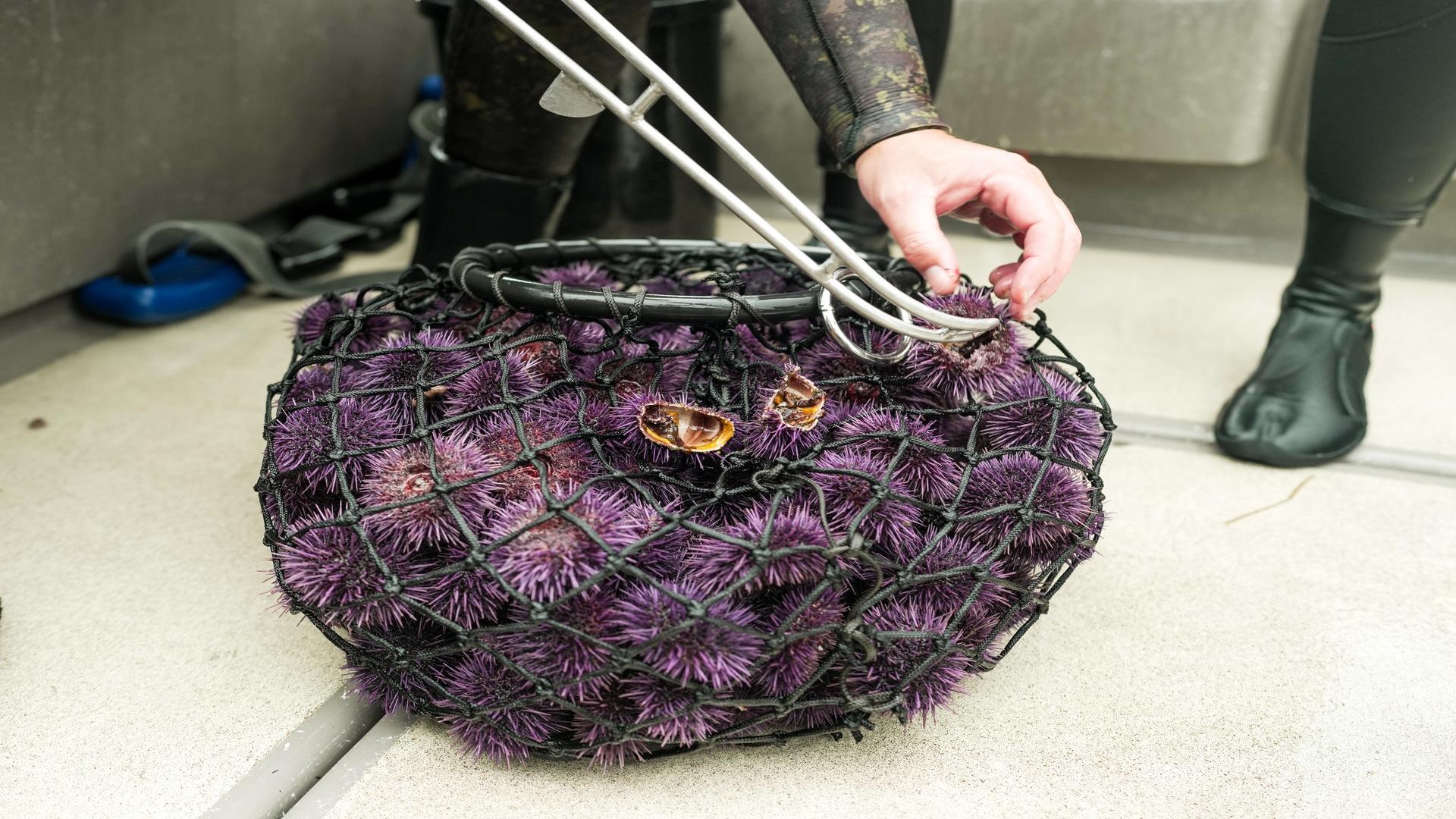 Purple sea urchin.