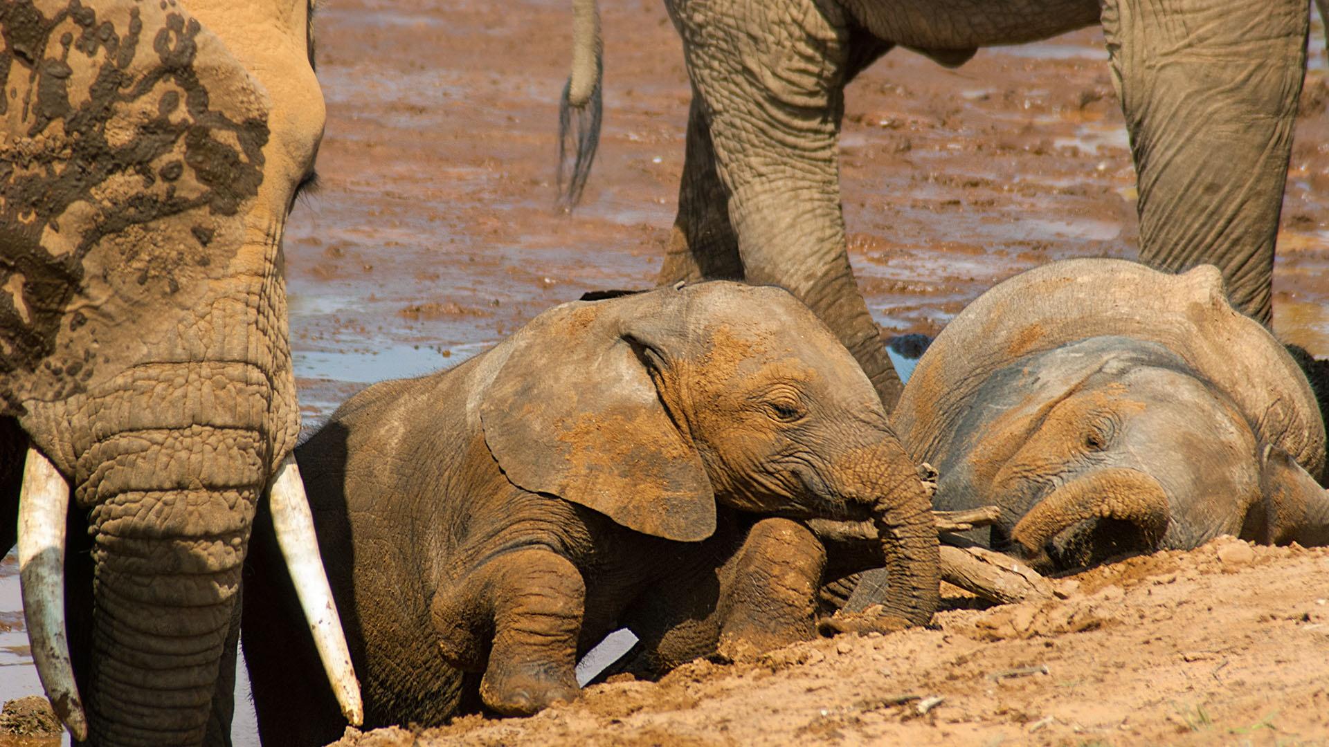 Young elephants wallowing in mud in Samburu National Park, Kenya.