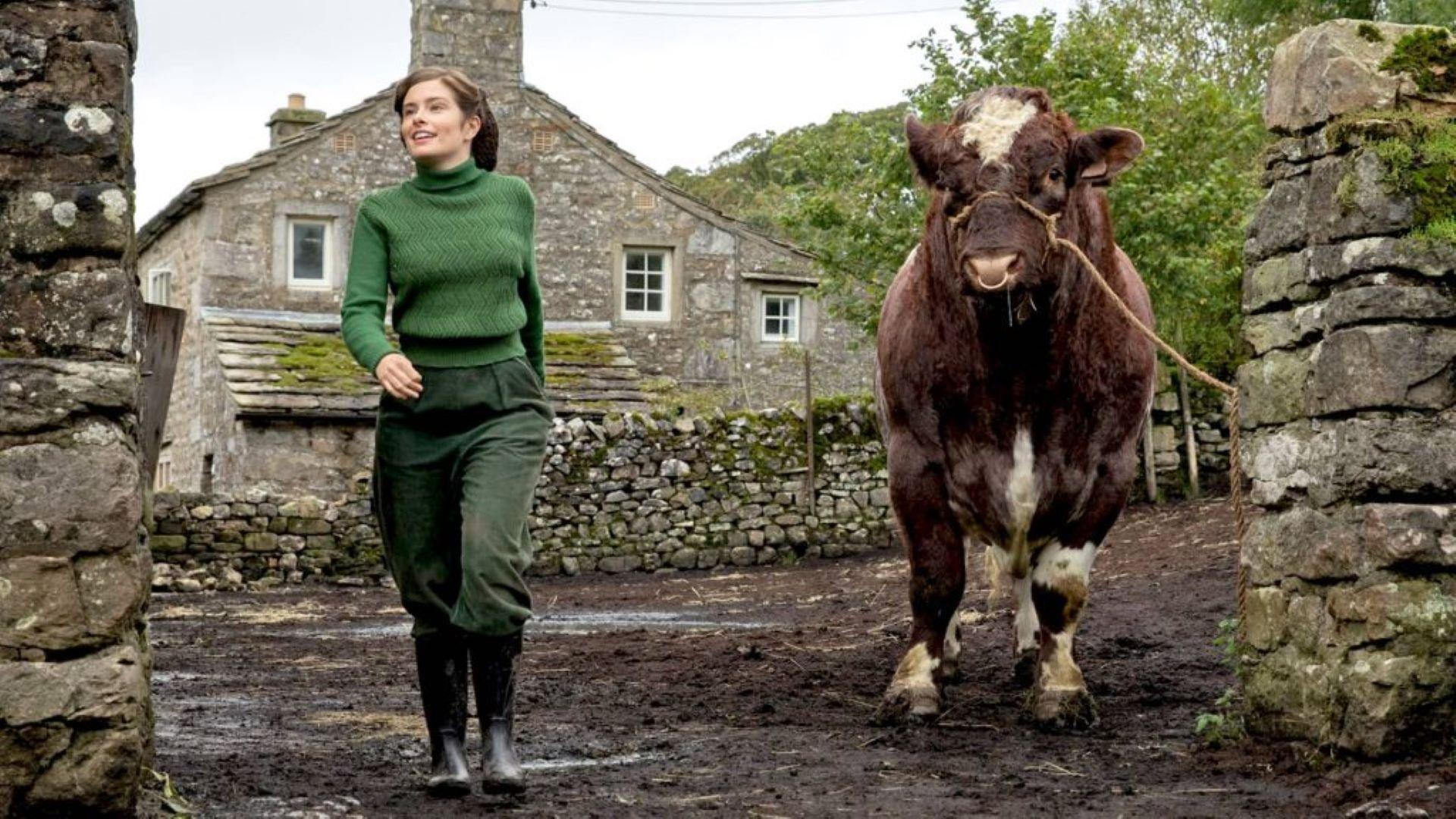 Clive the bull on “All Creatures Great and Small.”