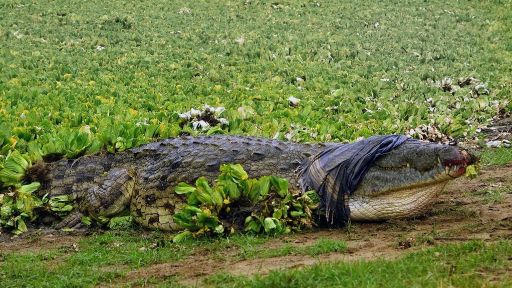 Crocodile scientists Sven Bourquin and Vince Shacks reel in the biggest croc of their lives.