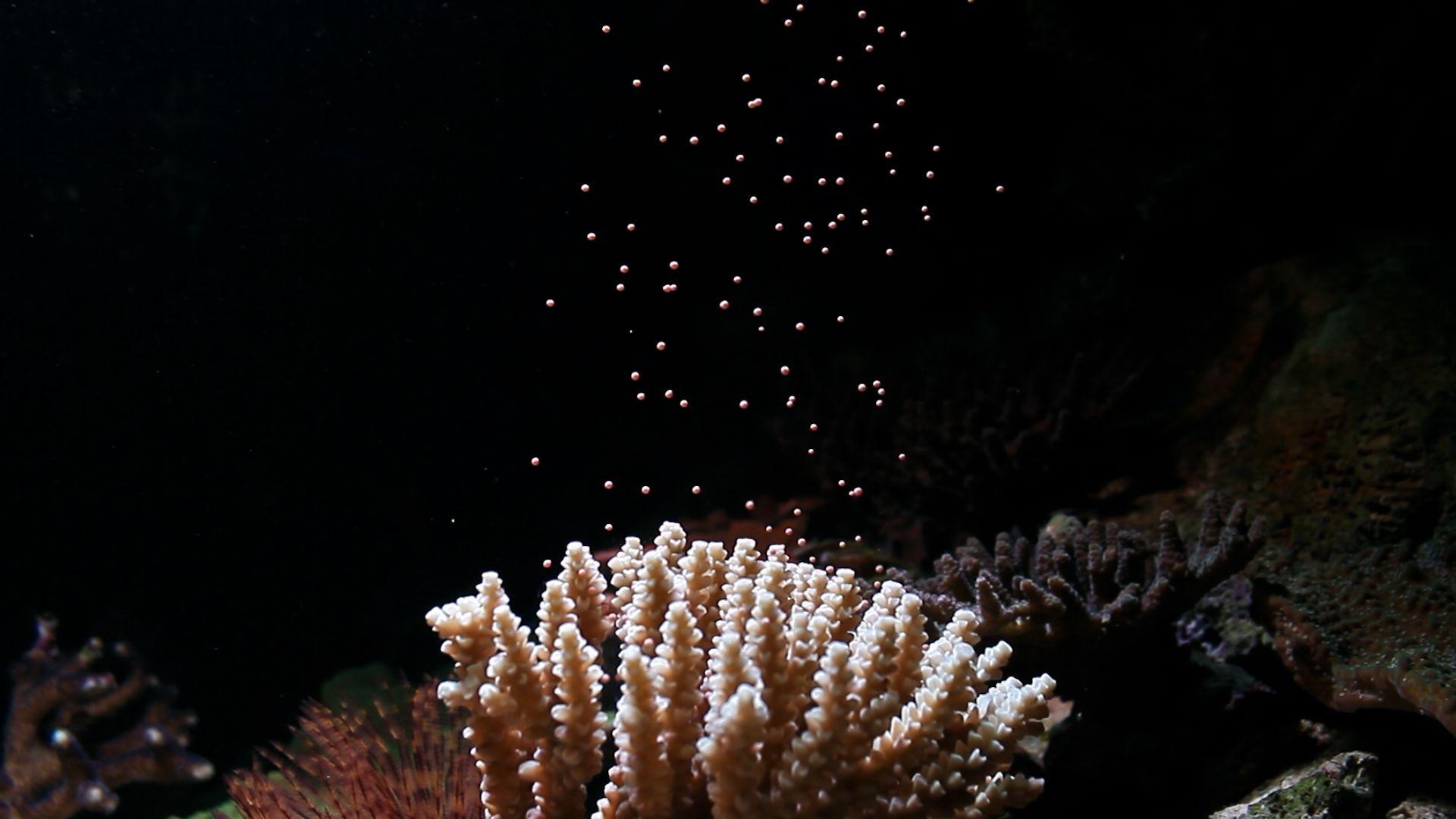 A close-up of coral spawning, spawn rising upwards