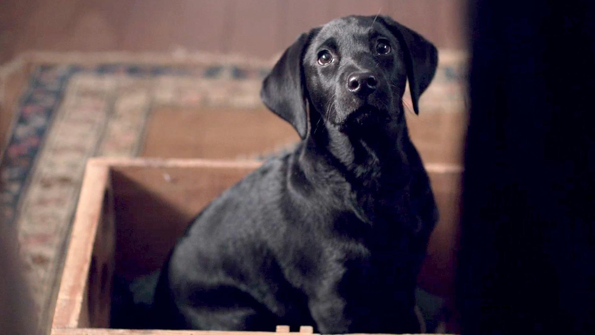 A black Labrador named Dickens from the show "Grantchester."