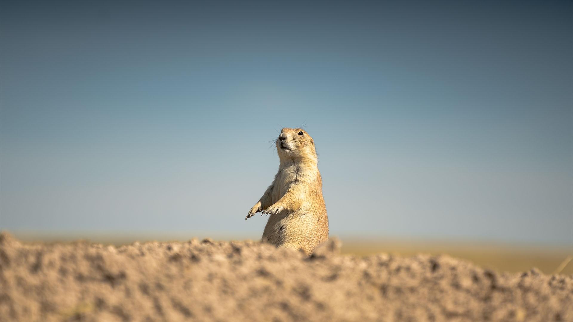 A prairie dog stands alert at the entrance to its burrow.