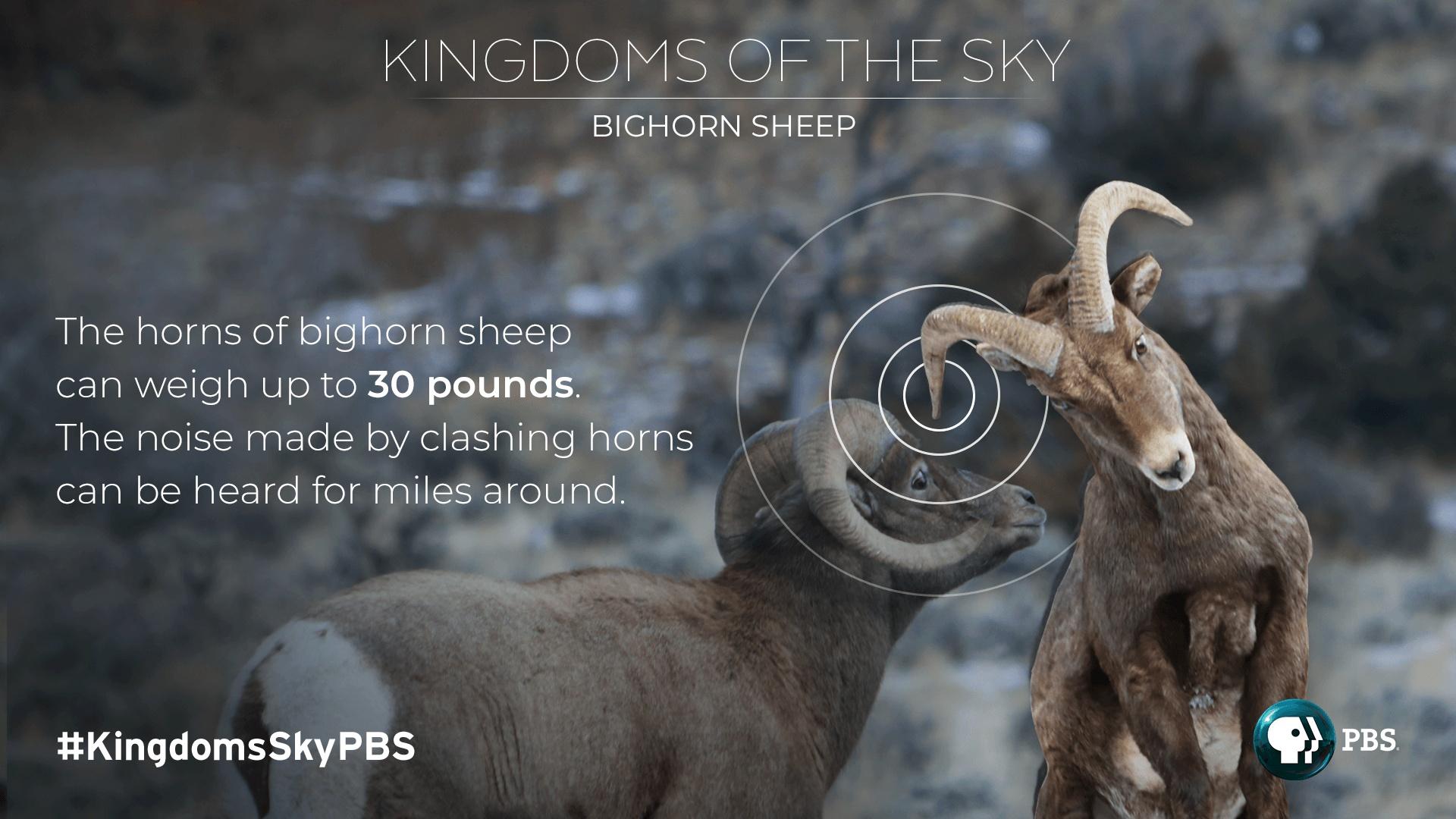 Big Horn sheep