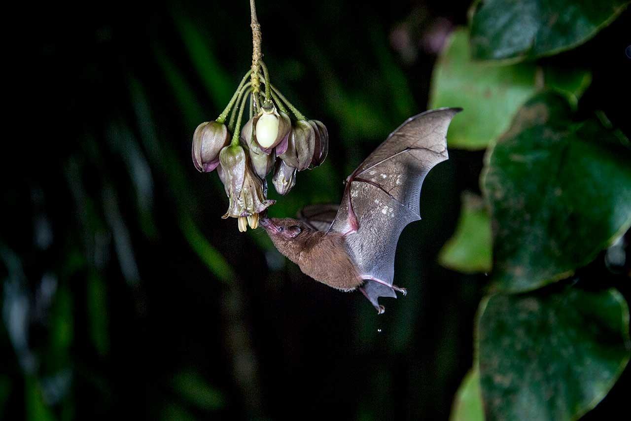 Picture Shows Merinthopodium neuranthom pollinated by a long-tongued Bat (Hylonycteris underwoodi).
