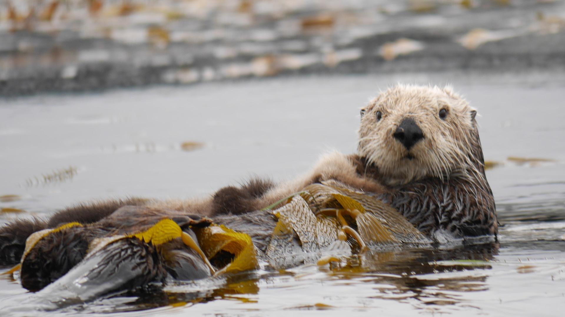 Sea otter at Monterey Bay in March 2015.