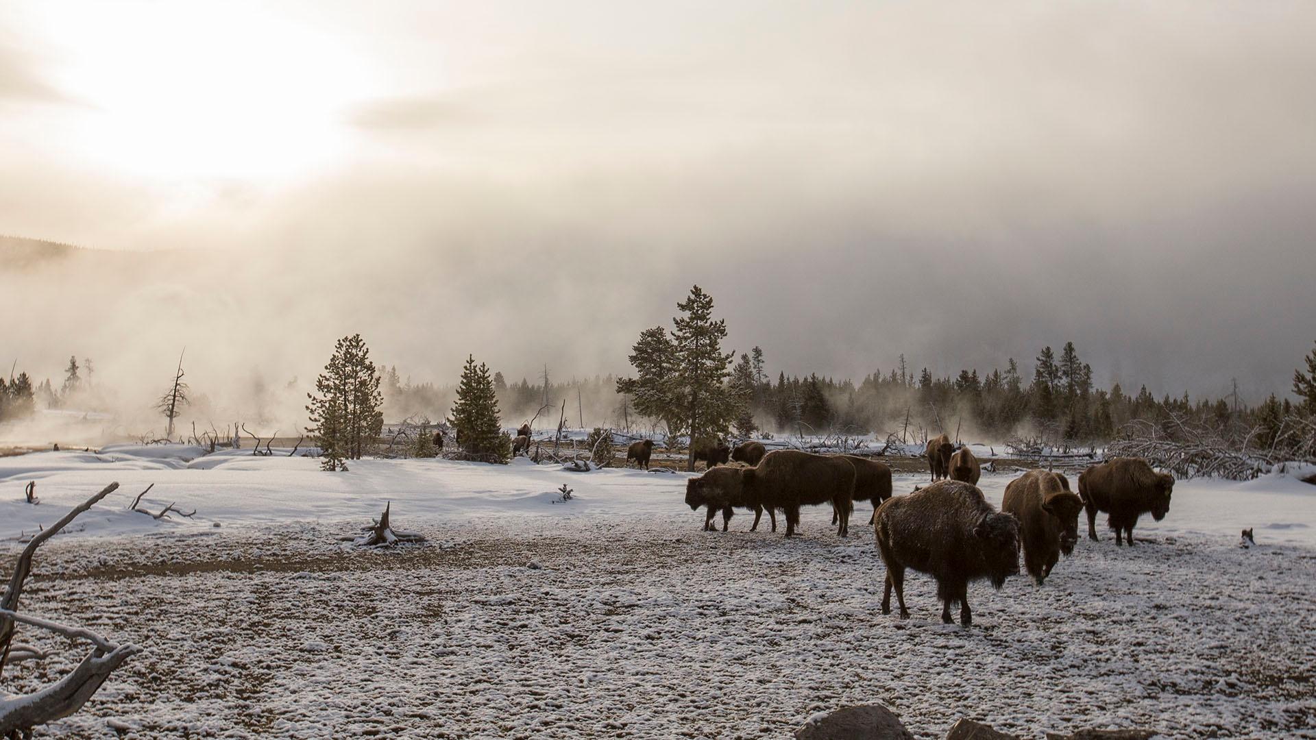 Bison endure winter with geysers nearby.