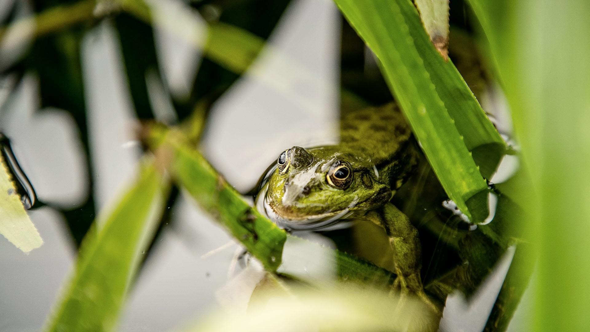 Closeup image of a marsh frog.