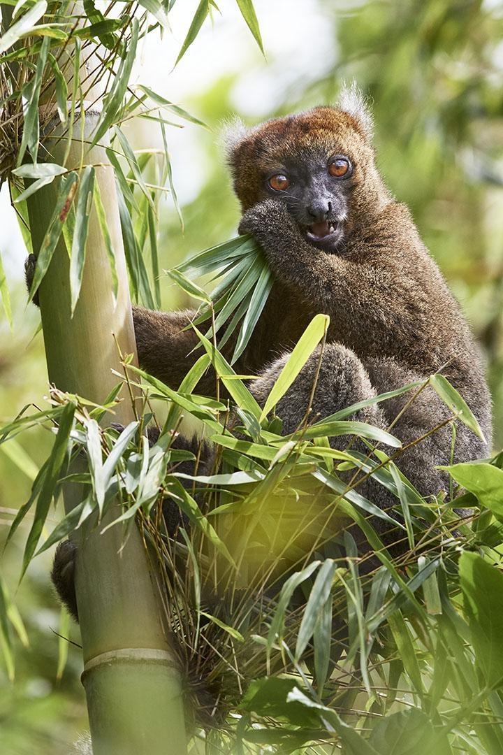 The greater bamboo lemur.