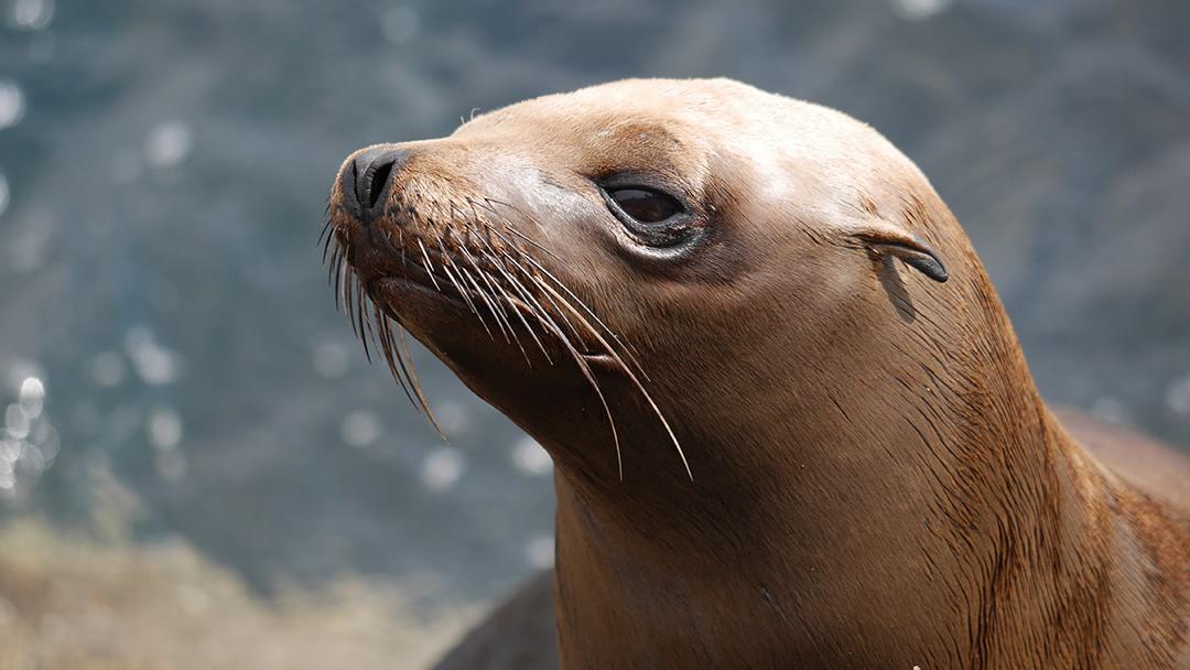 A close-up of a California sea lion in March 2015. 