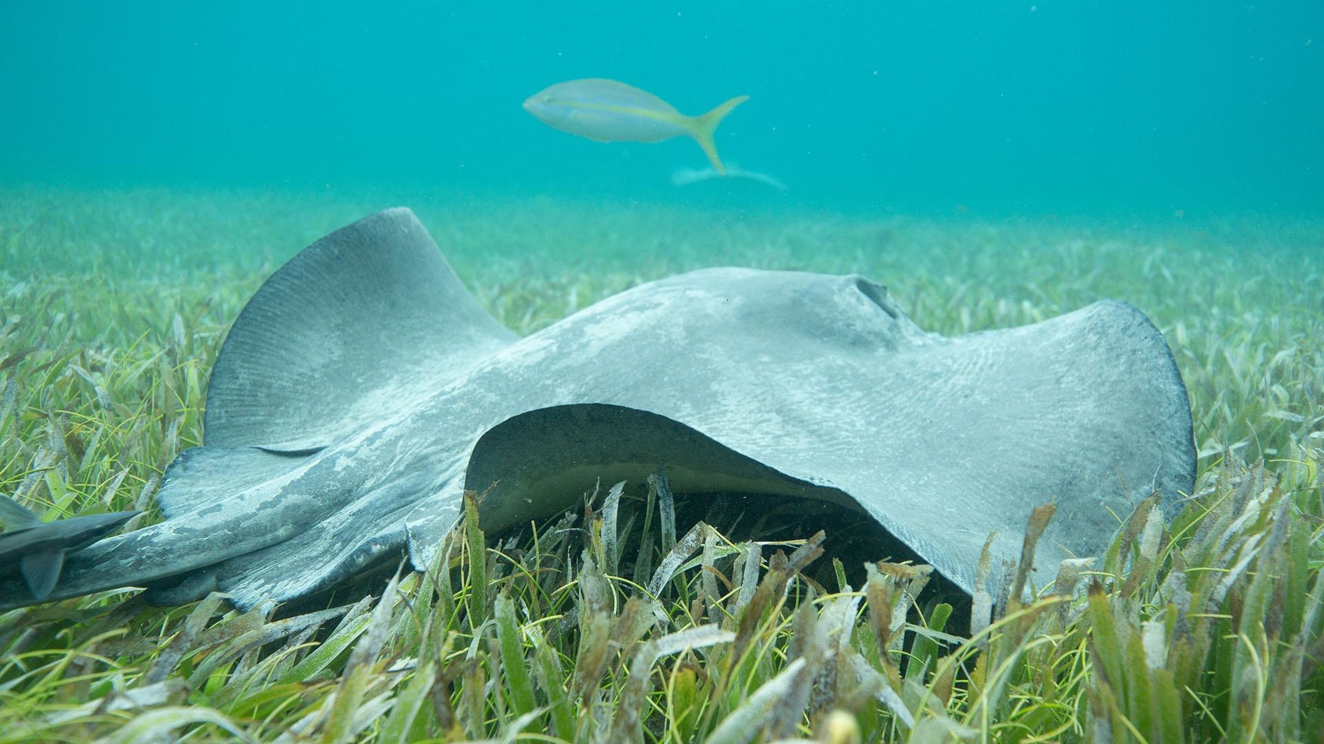 A stingray swims across seagrass.