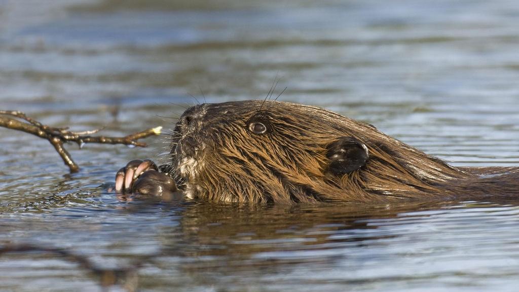 Beavers