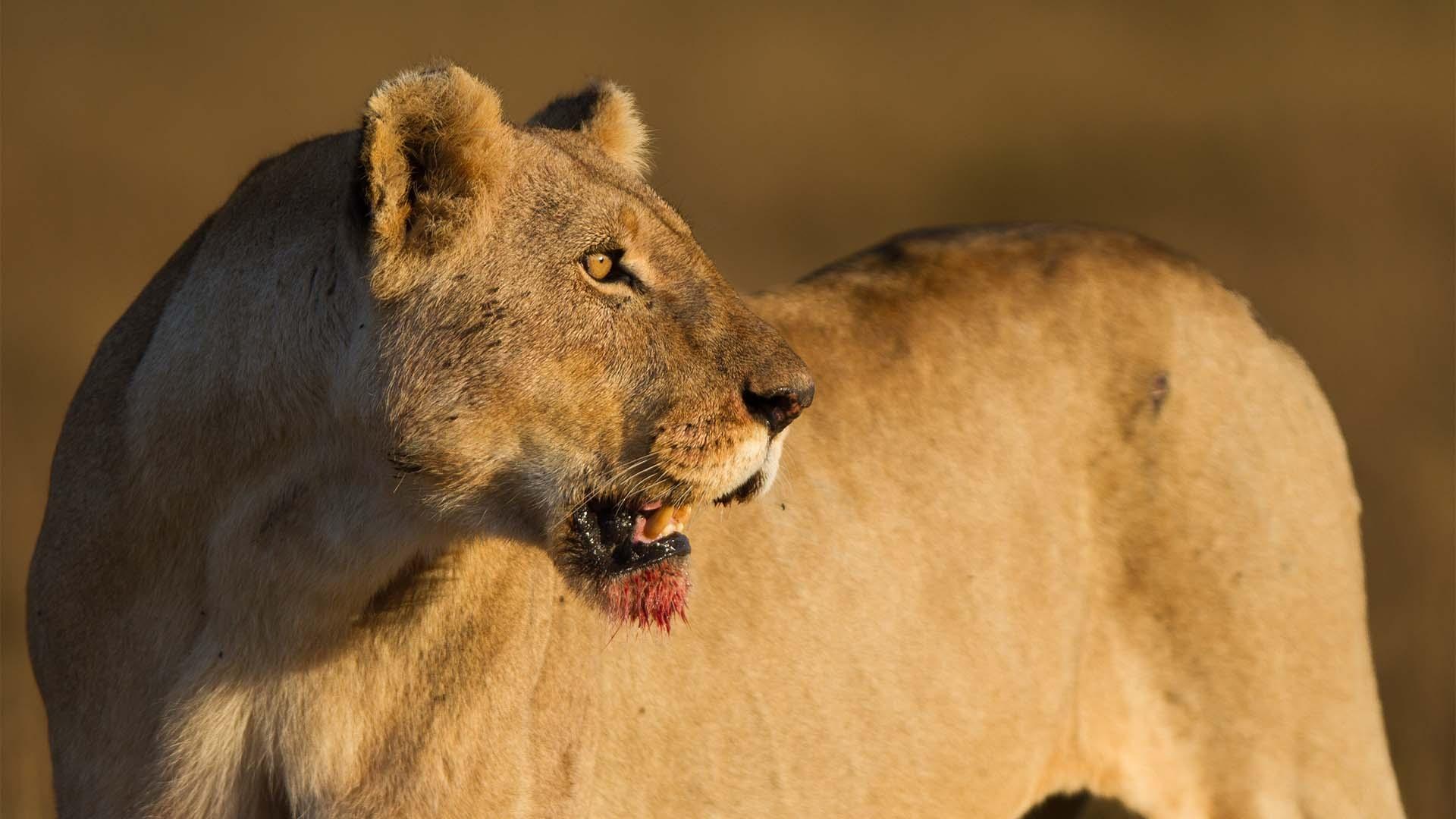 Closeup image of Bibi, a lion from the Marsh Pride.