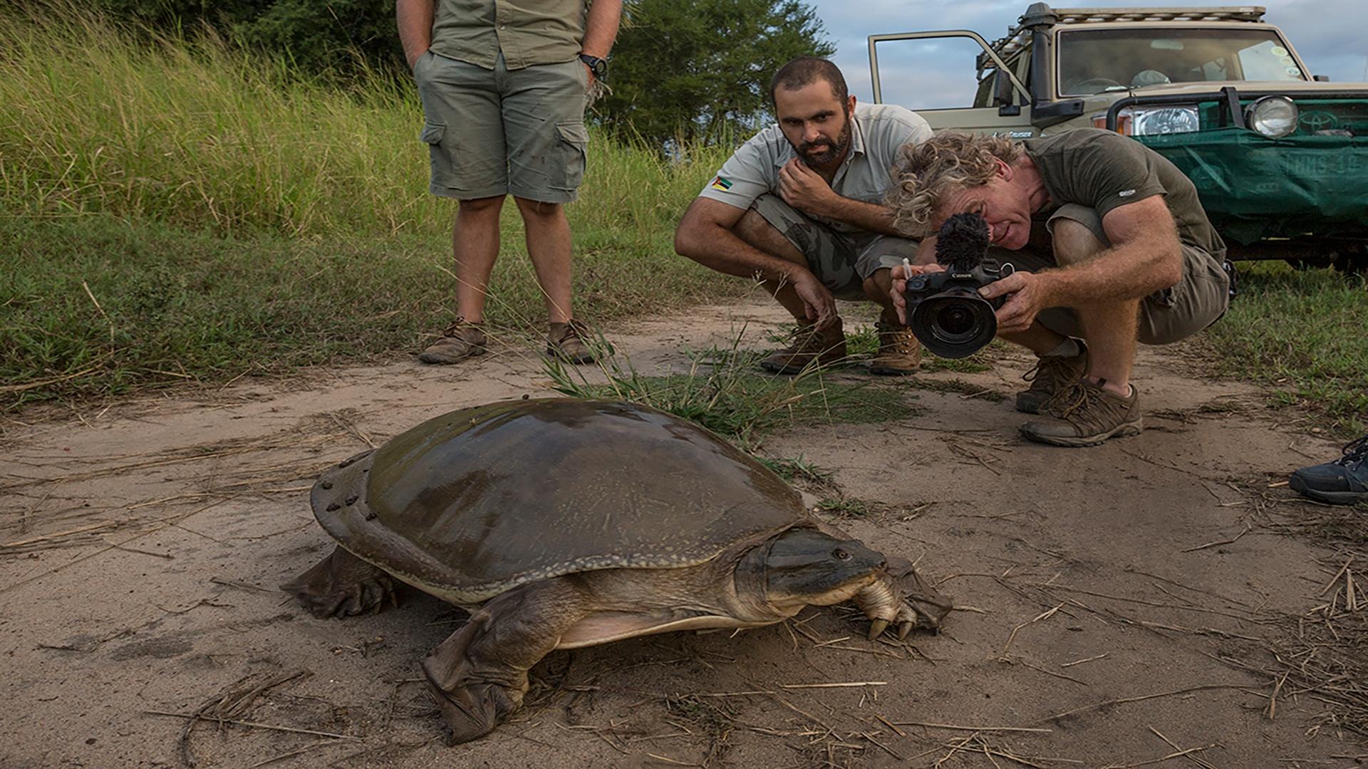 A soft-shelled turtle stops the team in its tracks as it makes its way across the dirt road. 