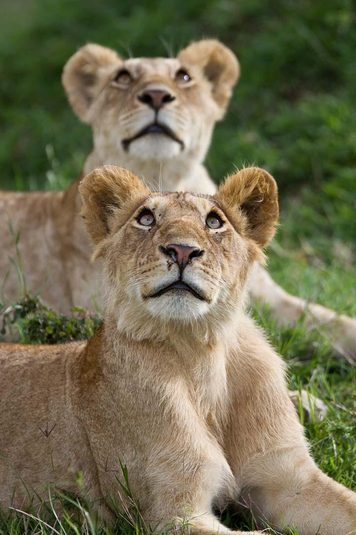Closeup image of two lions, Alan and Alanis, of the Marsh Pride.