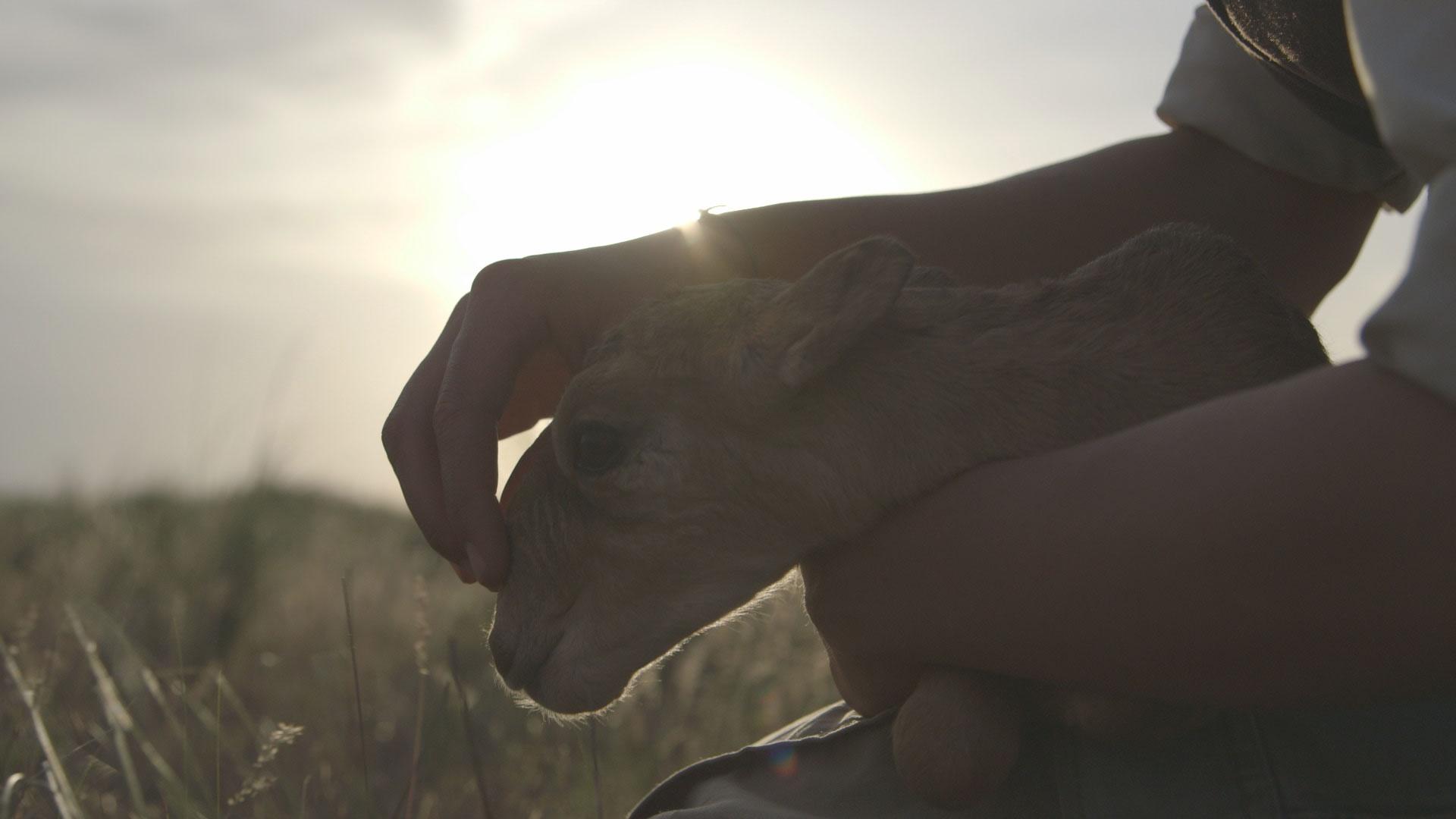 In a scene from 'Plains,' a baby saiga is seen with scientist Aline Kuhl on the Russian Steppe. 