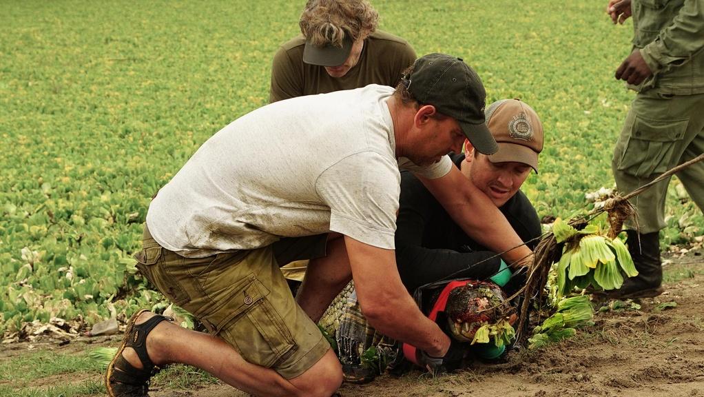 Bob Poole and croc scientists Sven Bourquin and Vince Shacks precariously pin down a 14ft croc.