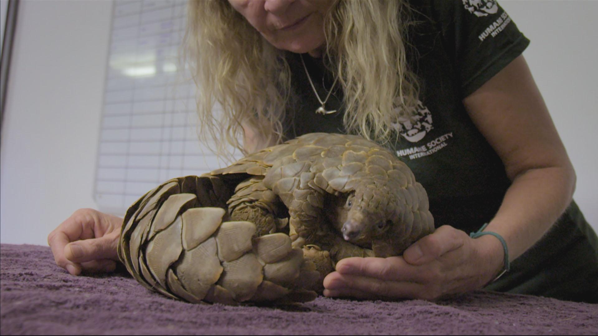 Nicci Wright treating a pangolin in South Africa.