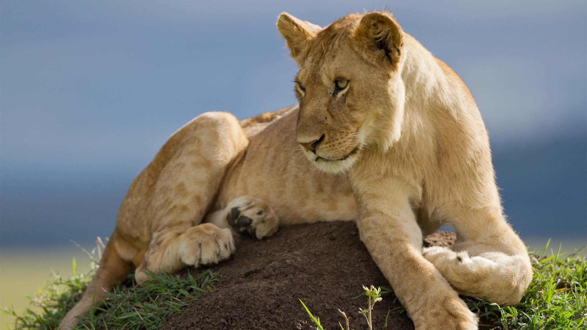 Closeup image of Alan, a lion from the Marsh Pride.