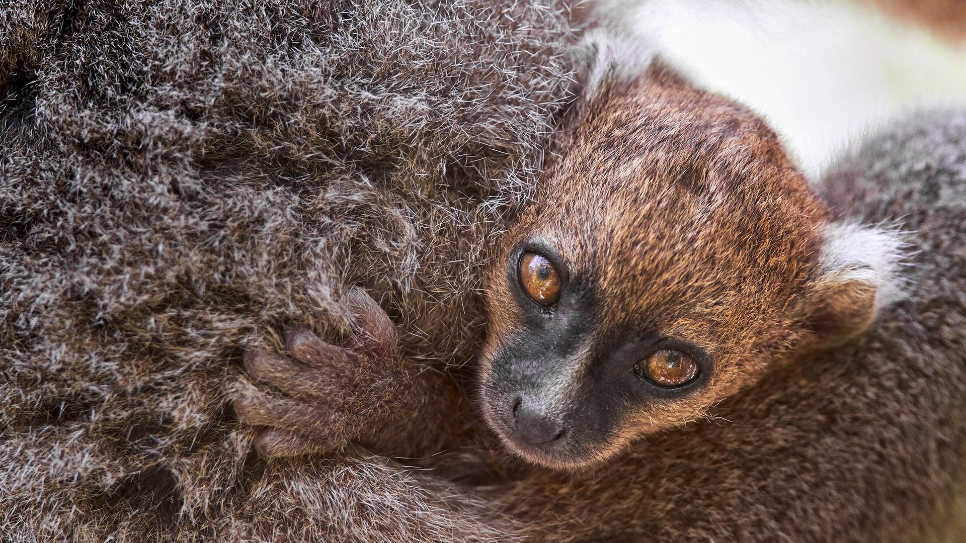 A young baby of the greater bamboo lemur.
