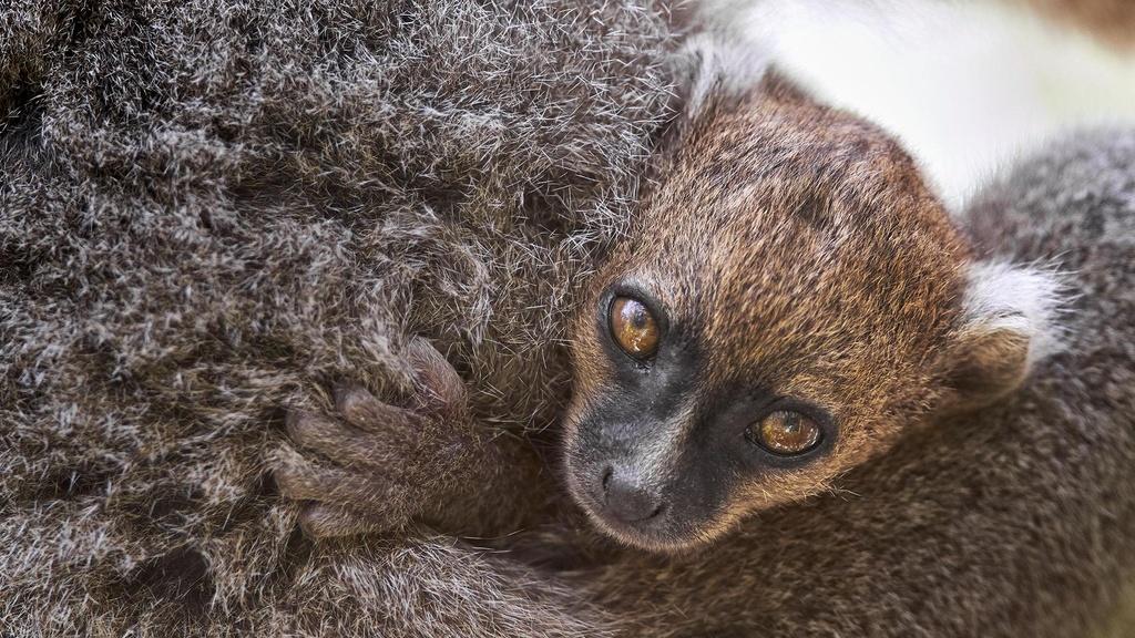 A young baby of the greater bamboo lemur.