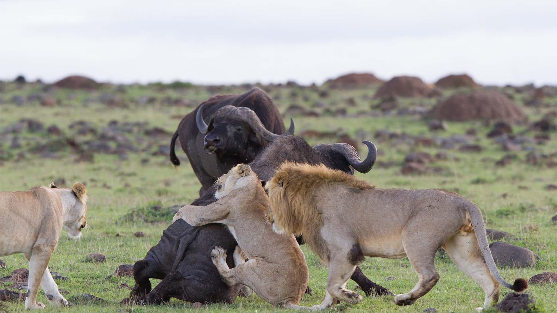 Image of lions from the Marsh Pride hunting buffalo.