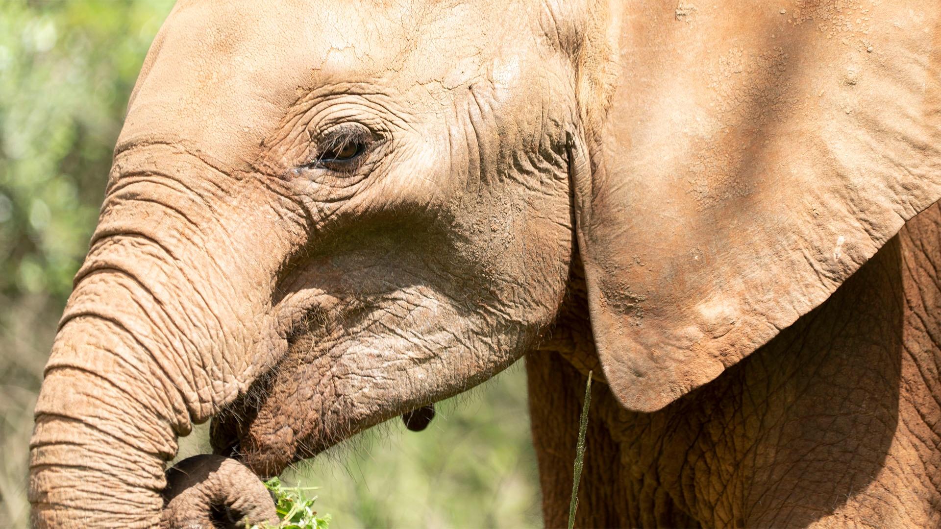 Close-up of an elephant calf eating leaves.