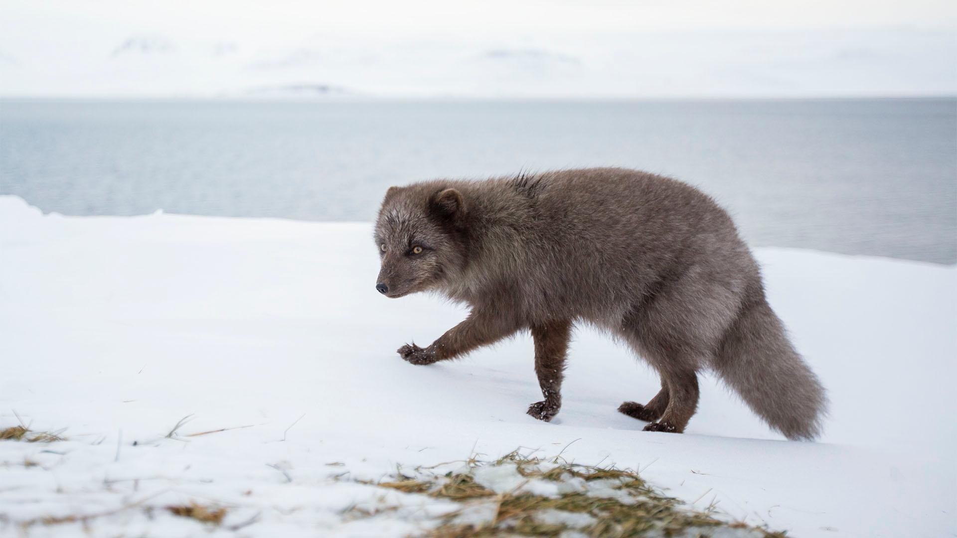 Image of a female Arctic fox.